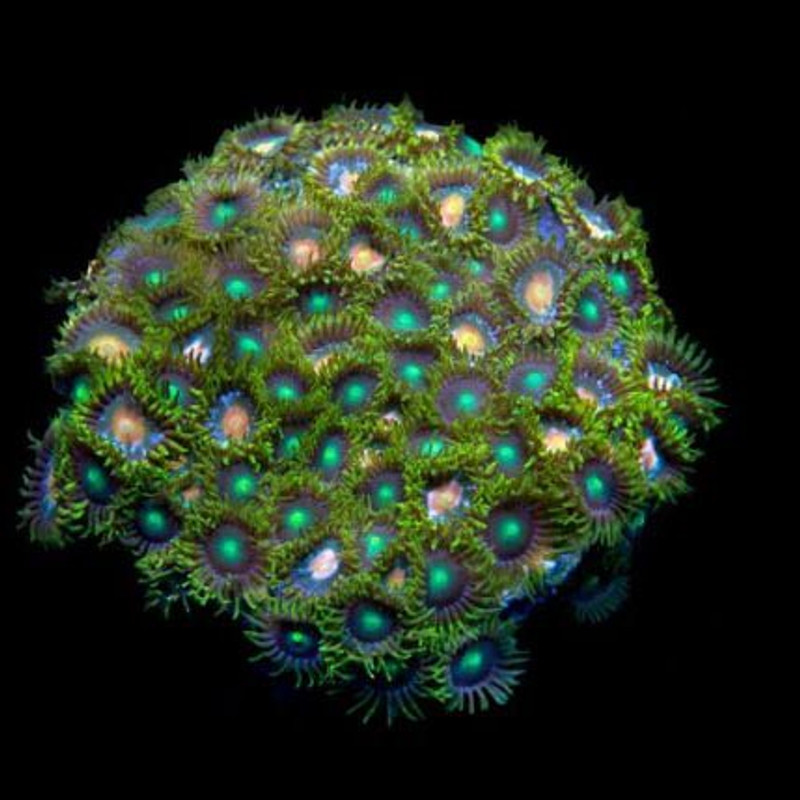 Aquacultured Marshall Island Assorted Zoanthid Coral (Zoanthus sp.) - ORA Chicago