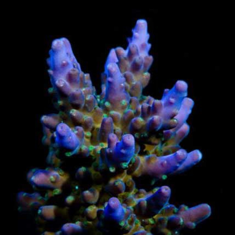 Aquacultured Marshall Island  Purple & Green Acro Coral (Acropora sp.) - ORA