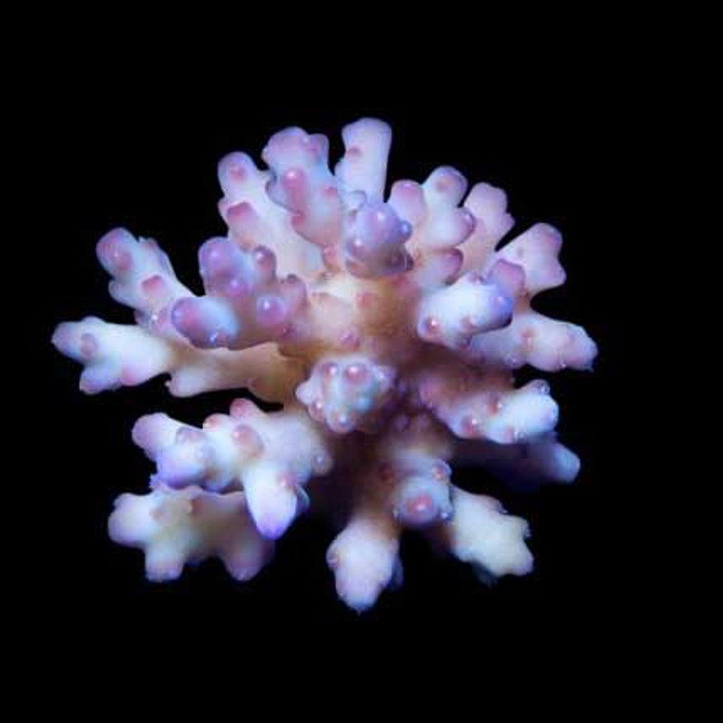 Aquacultured Marshall Island Raspberry Acro Coral (Acropora sp.) - ORA