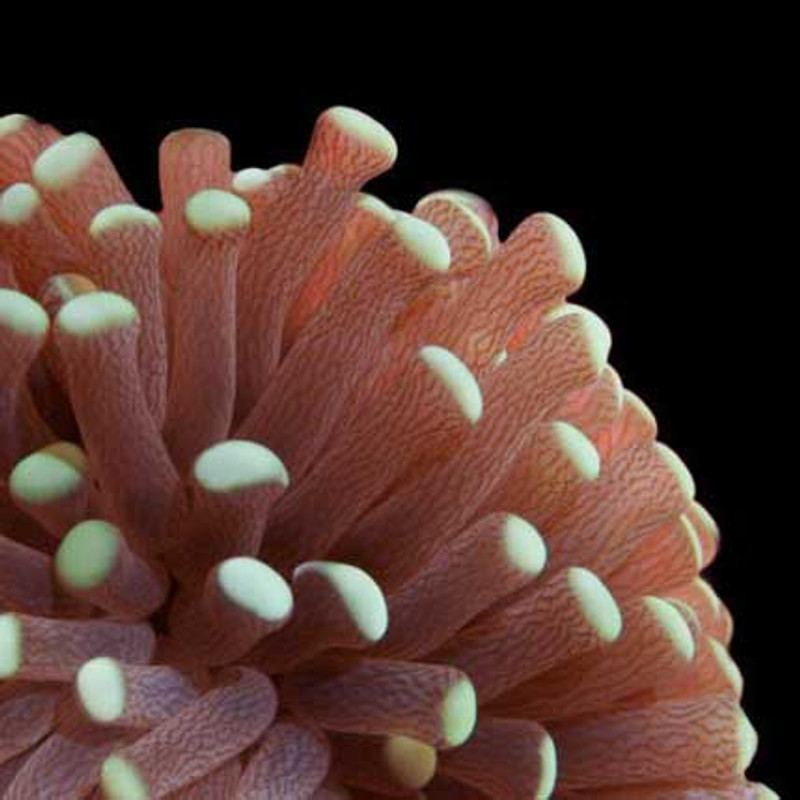 Aquacultured Marshall Island Torch Coral (Euphyllia sp.) - ORA