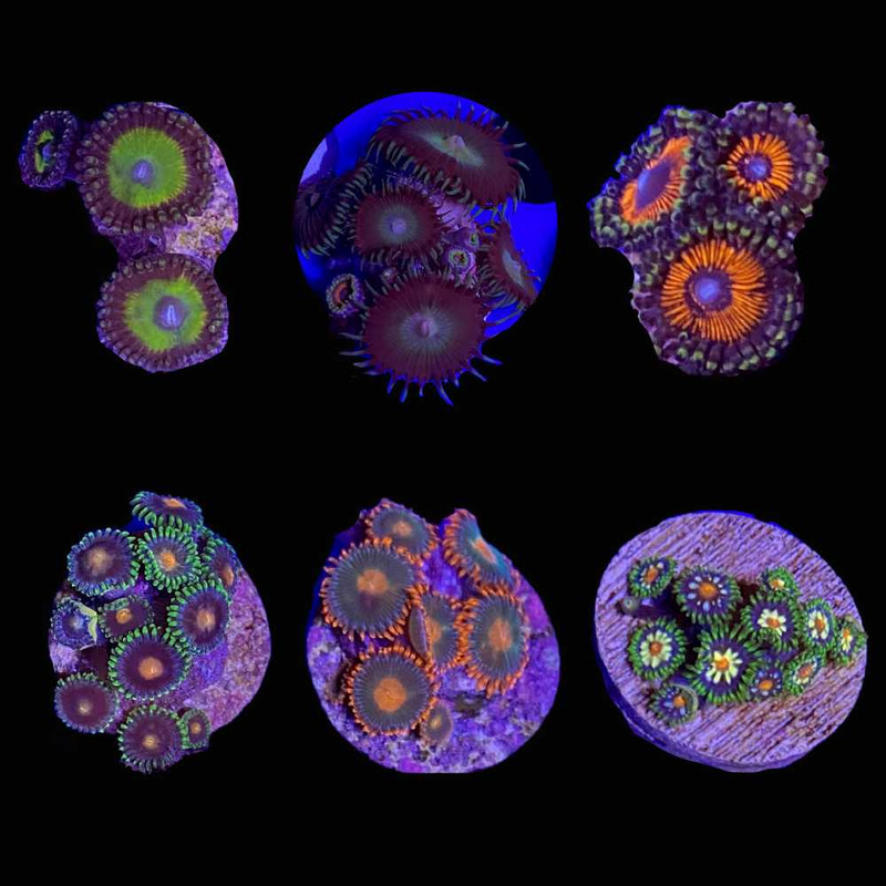 (3 Pack) Mystery Zoanthid (3/4" - 1") - SAQ Coral Farm