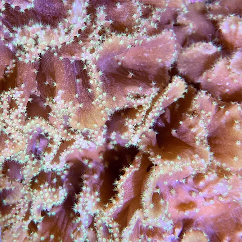 Cabbage Leather Coral (3/4" - 1") - SAQ Coral Farm