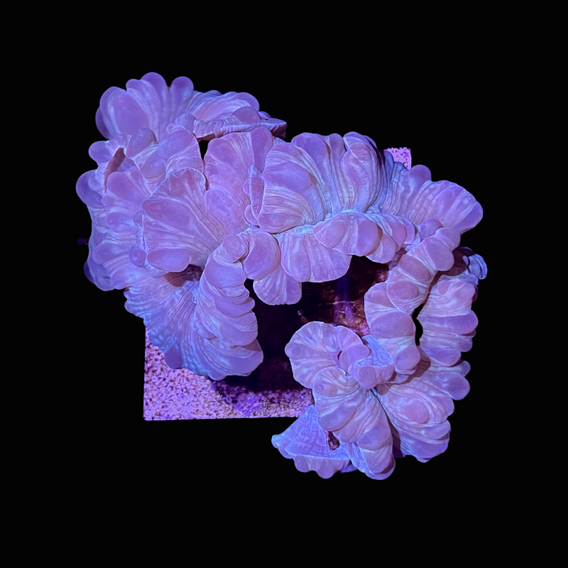 Fox Coral (4" - 6") - SAQ Coral Farm