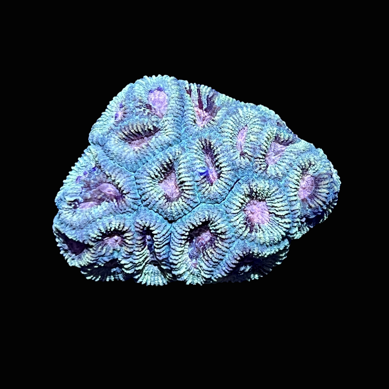 Cotton Candy Favia Coral (3/4" - 1")  - SAQ Coral Farm