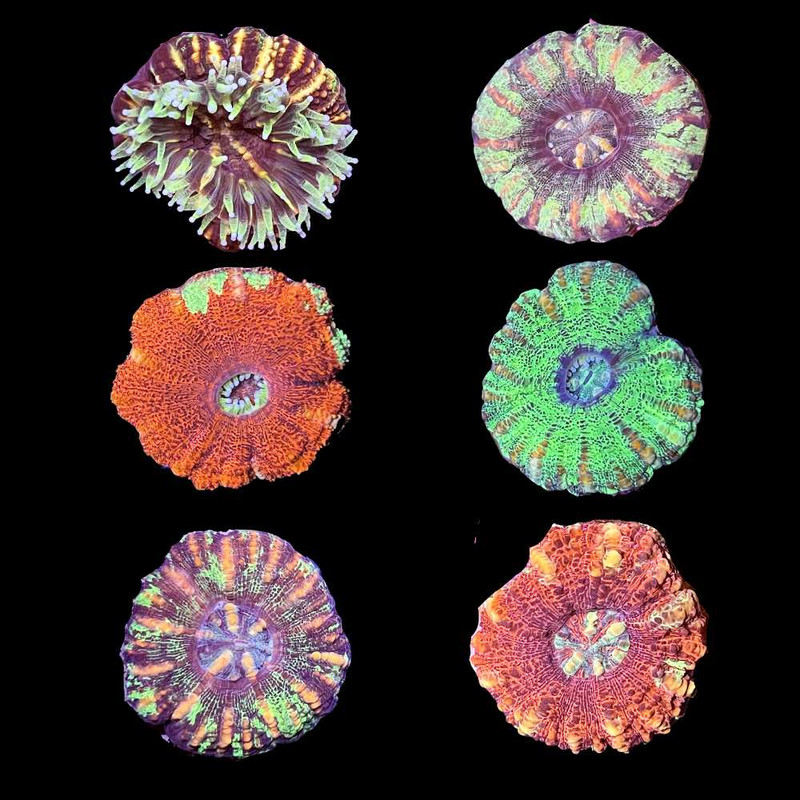 (3 PACK) Mystery Button Scoly (3/4" - 1") - SAQ Coral Farm