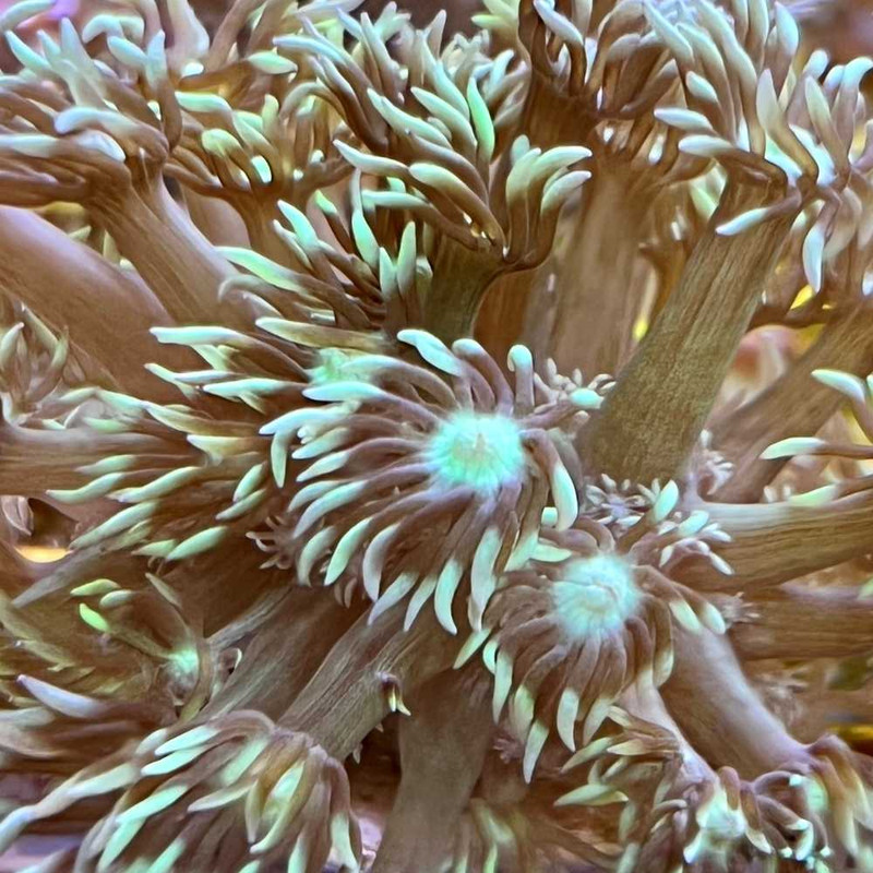 Mint Green Goniopora Coral (3/4" - 1") - SAQ Coral Farm