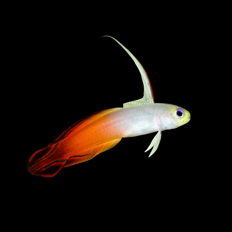 (12 PACK) Firefish Goby (Nemateleotris magnifica) - SAQ Chicago Fish
