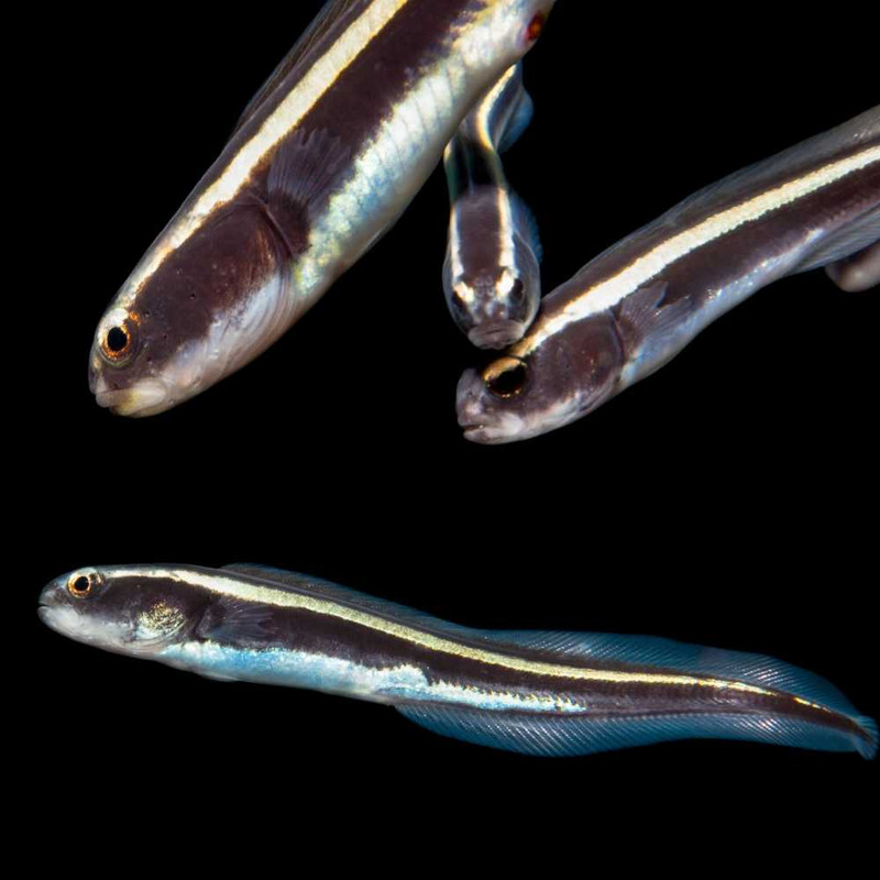 (6 PACK) Engineering Goby (Pholidichthys leucotaenia) - SAQ Chicago Fish