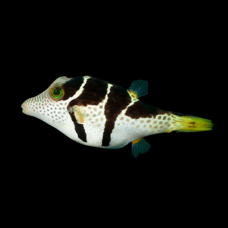 Valentina Sharpnosed Puffer (Canthigaster valentini) - SAQ Chicago Fish