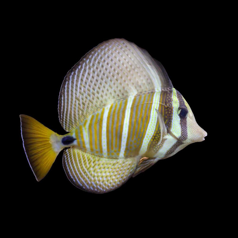 Sailfin Tang (Zebrasoma veliferum) - SAQ Chicago Fish