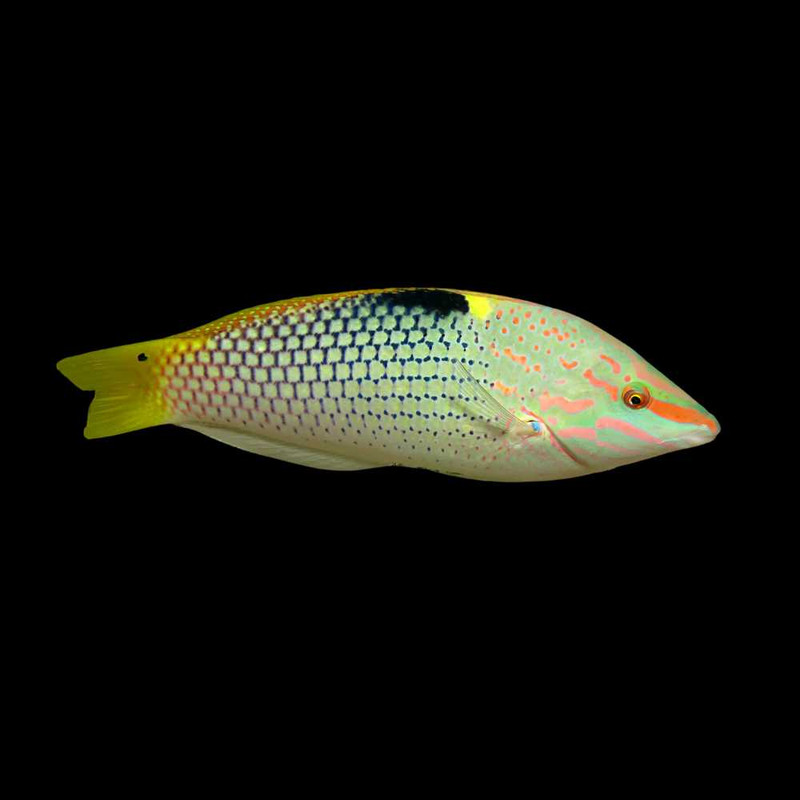 Marble Checkerboard Wrasse (Halichoeres hortulanus) - SAQ Chicago Fish