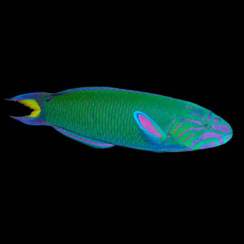 Lunare Wrasse (Thalassoma lunare) - SAQ Chicago Fish
