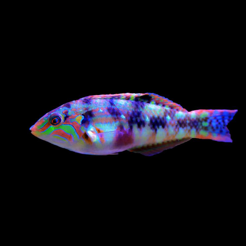 Nebulous Wrasse (Halichoeres nebulosus) - SAQ Chicago Fish