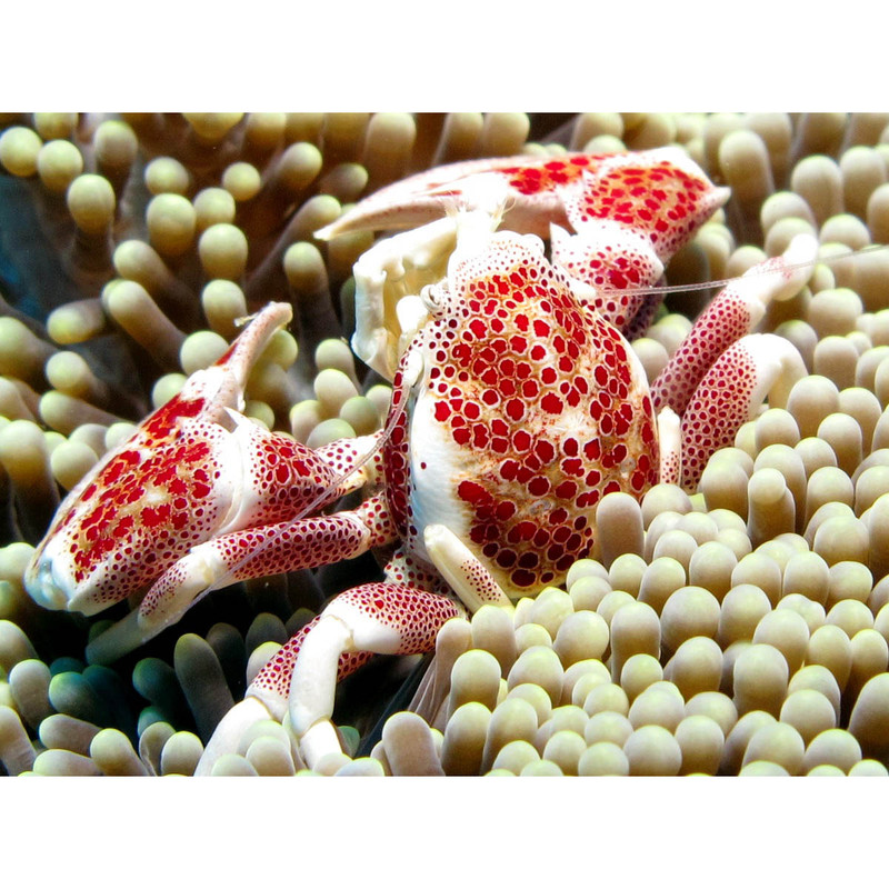 Porcelain Crab (Petrolisthes galathinus) - Clean up Crew