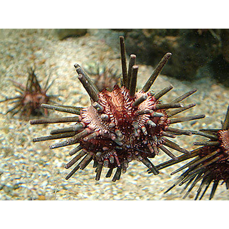 Pencil Urchin (Eucidaris sp.) - Clean Up Crew