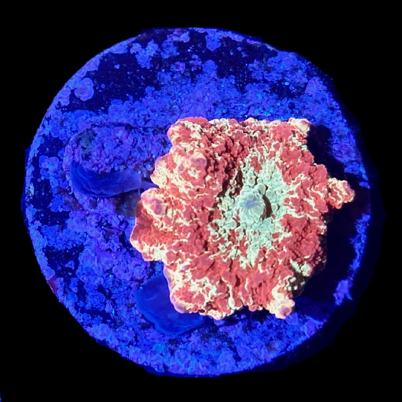 Jawbreaker Eclectus Disco Mushroom WYSIWYG E2- SAQ Coral Farm