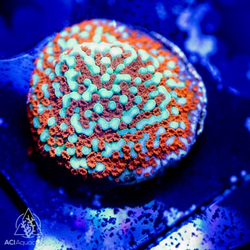 ACI Cultured Aquaman Montipora Coral (3/4" - 1") - SAQ Coral Farm