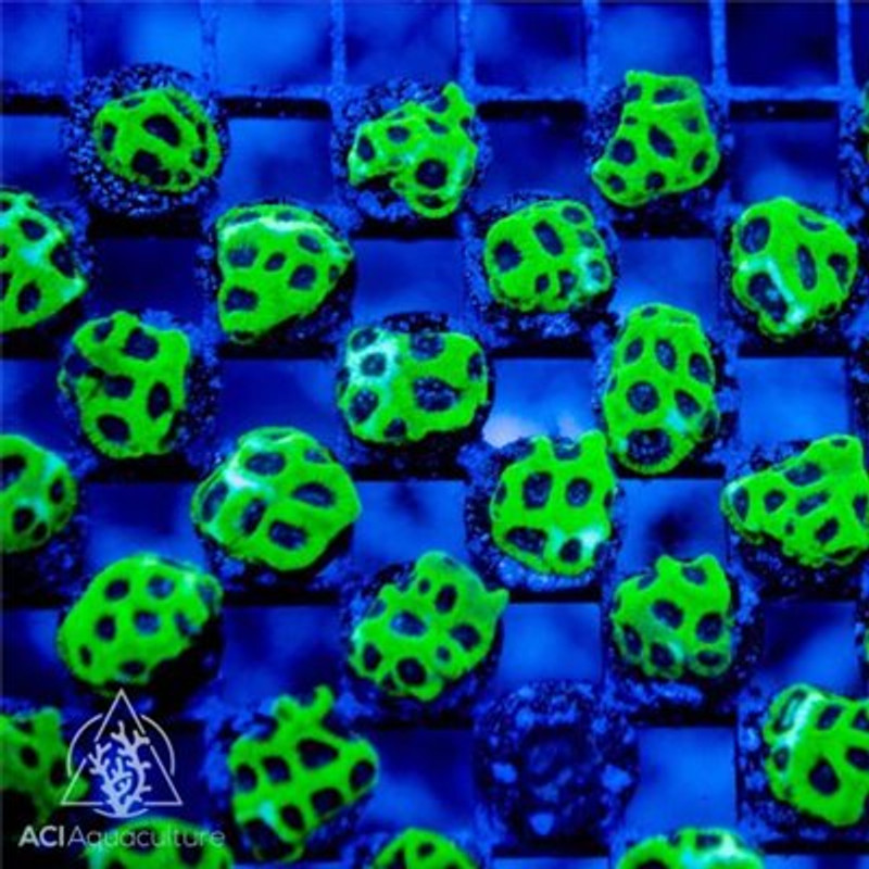 ACI Cultured Blackeye Pea Favites Coral (3/4" - 1")  - SAQ Coral Farm