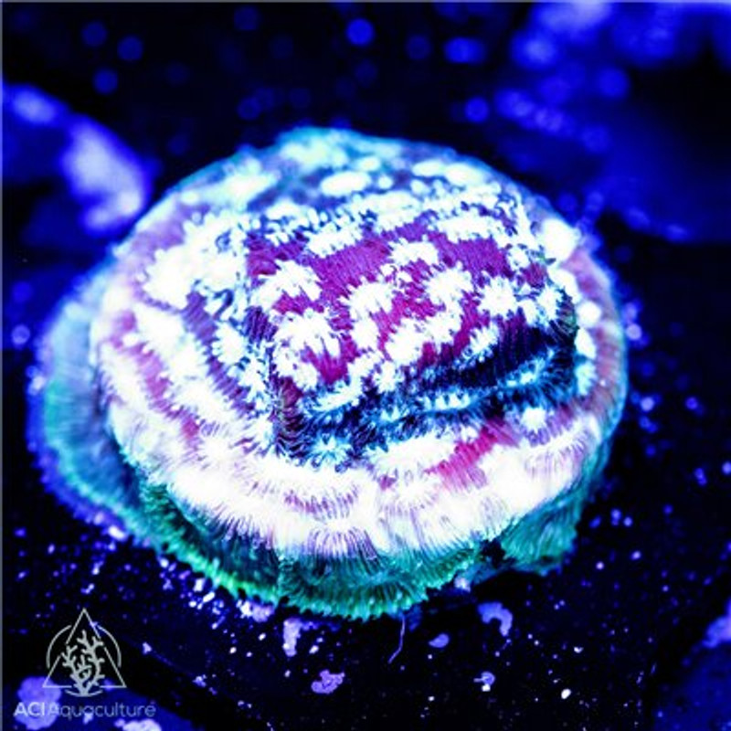 ACI Cultured Freeze Factor Leptoseris Coral - SAQ Coral Farm