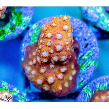 ACI Cultured Golden Girl Cyphastrea (3/4" - 1") - SAQ Coral Farm