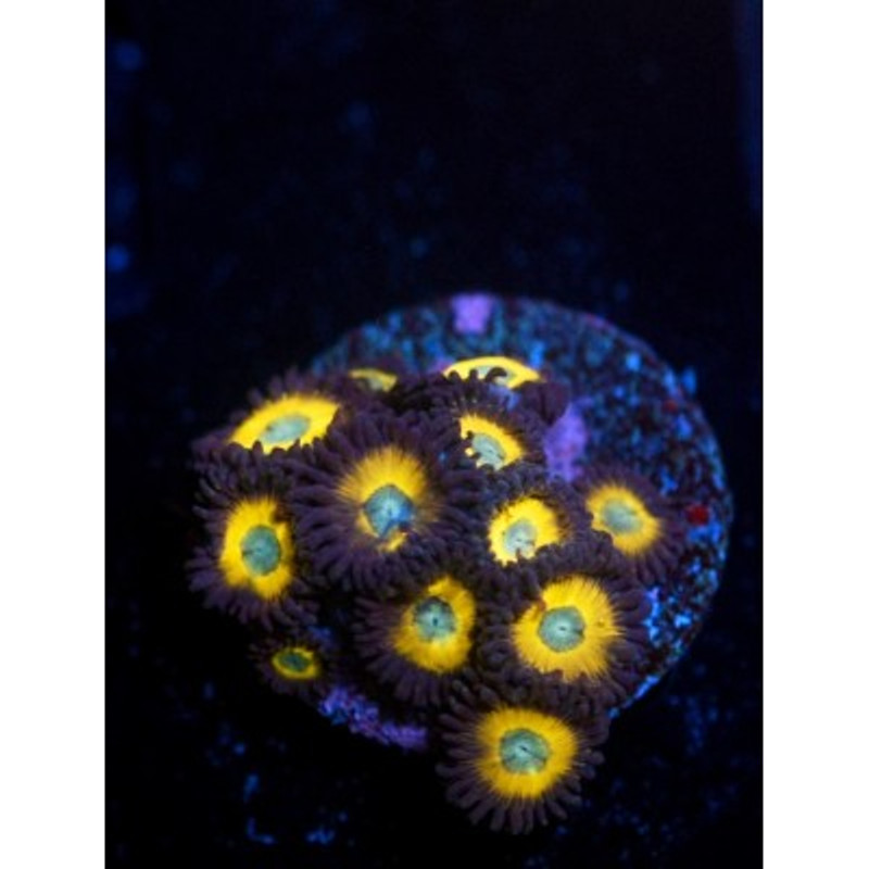 ACI Cultured Zombie Banana Zoanthids - SAQ Coral Farm