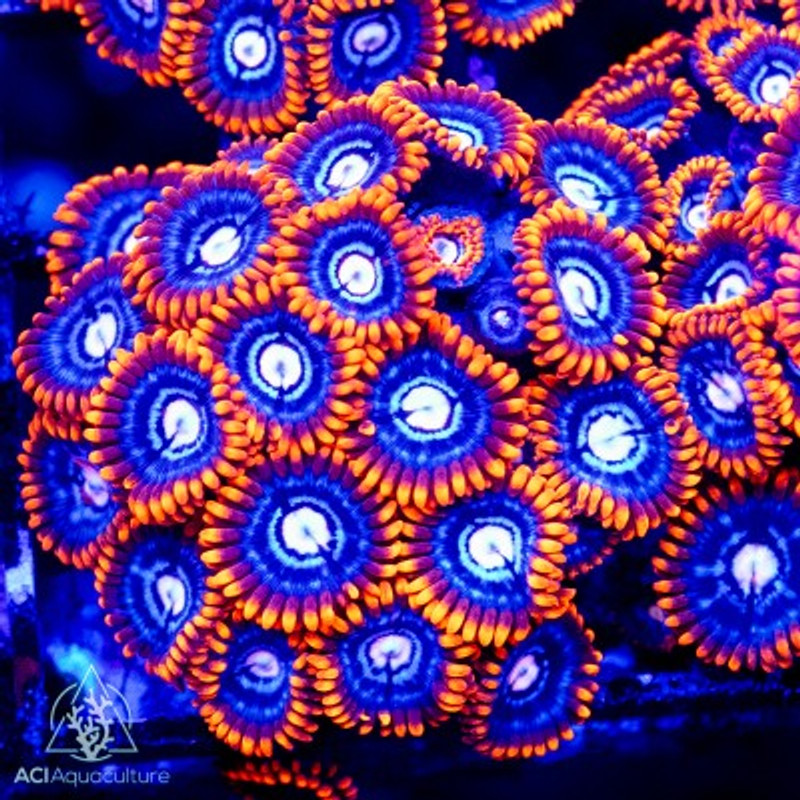 ACI Cultured Fire and Ice Zoanthids - SAQ Coral Farm