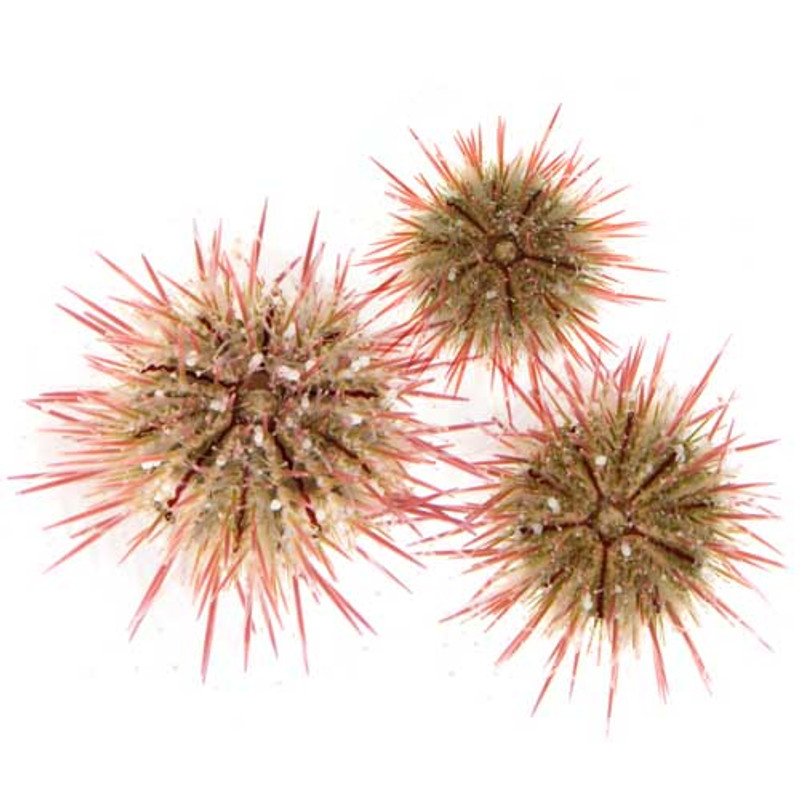 Aquacultured Variegated Urchin (Lytechinus variegatus)  - ORA