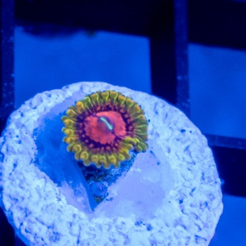 ACI Cultured Grand Master Krakatoa Zoanthid - SAQ Coral Farm