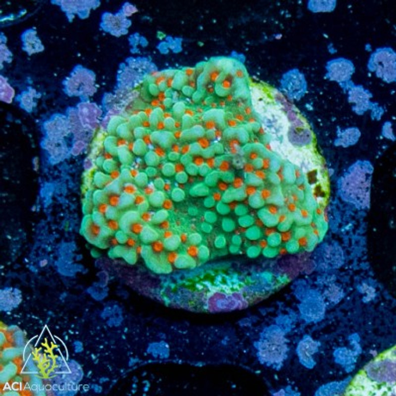 ACI Cultured Grinch Montipora  (3/4" - 1") - SAQ Coral Farm