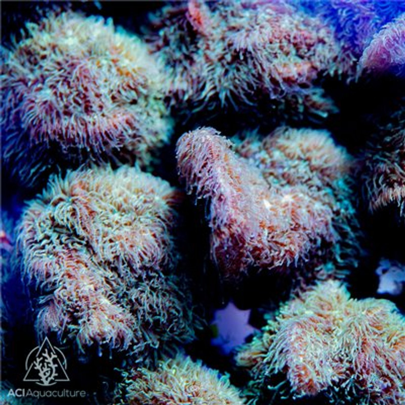 ACI Cultured Fuzzy Pavona (3/4" - 1") - SAQ Coral Farm