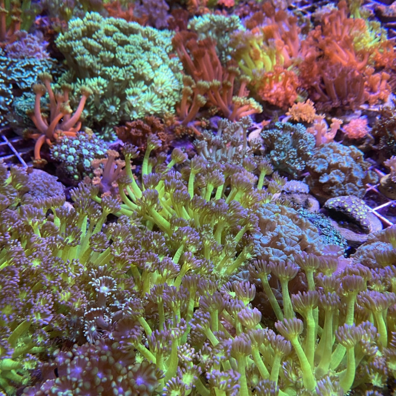 Mystery Goniopora (3/4" - 1") - SAQ Coral Farm