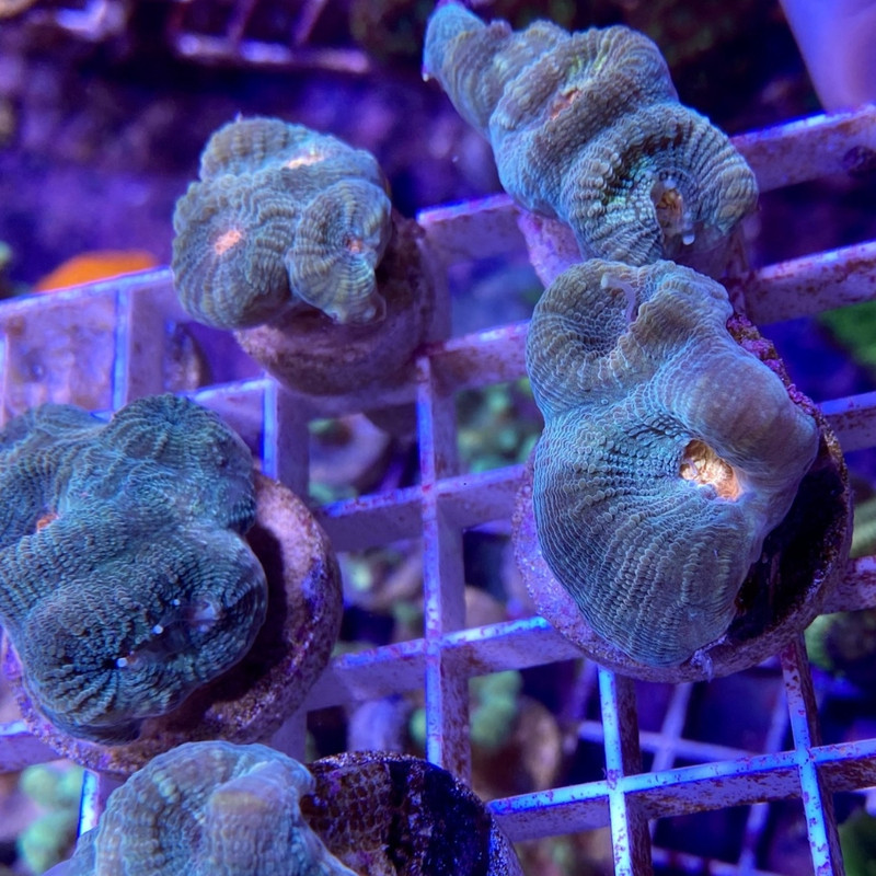 Rambo Favia Coral (3/4" - 1") - SAQ Coral Farm