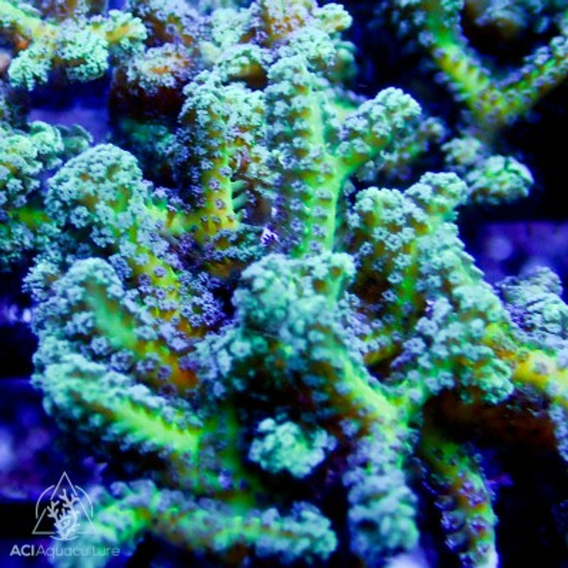 ACI Cultured Neon Green Birds Nest (Seriatopora Guttata) Coral - SAQ Coral Farm