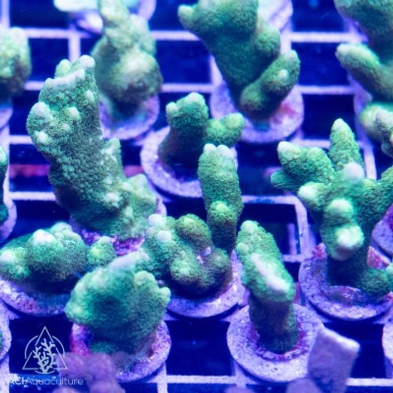 ACI Cultured Green Digitata Coral - SAQ Coral Farm