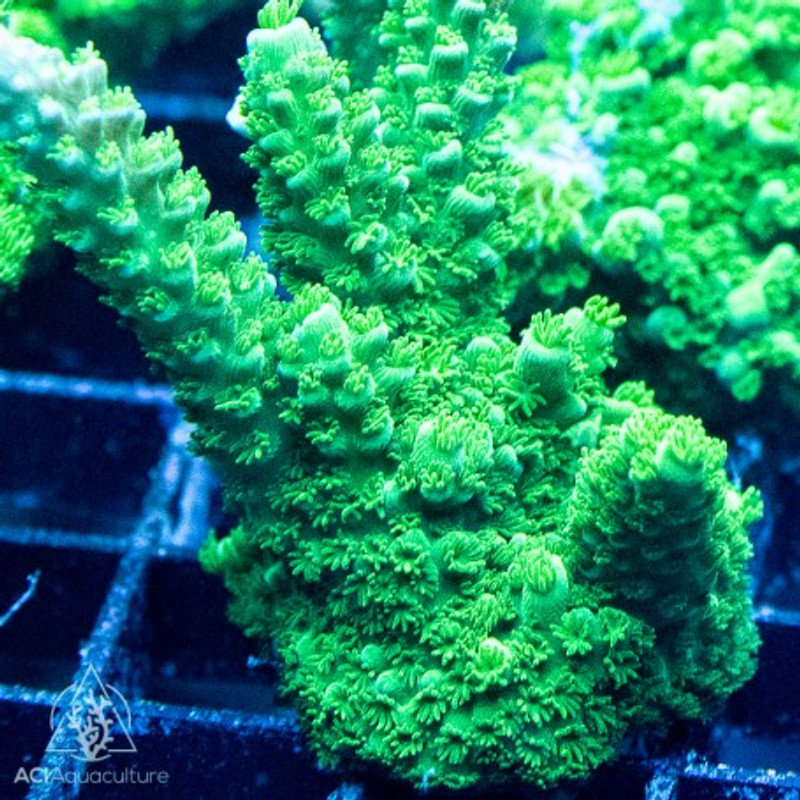 ACI Cultured Green Slimer Acropora Coral - SAQ Coral Farm