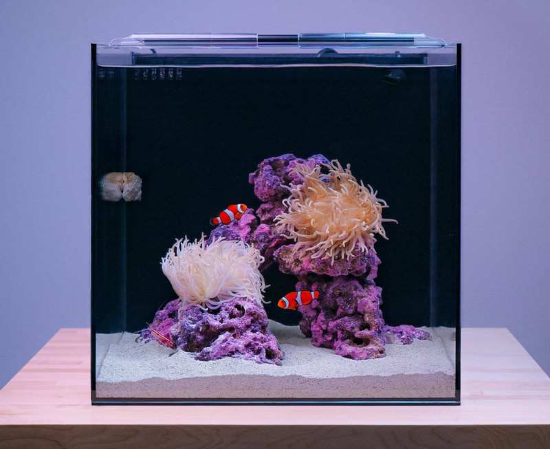 View of How2Scrape: Glass And Acrylic Cleaning 101 | Reef2Reef