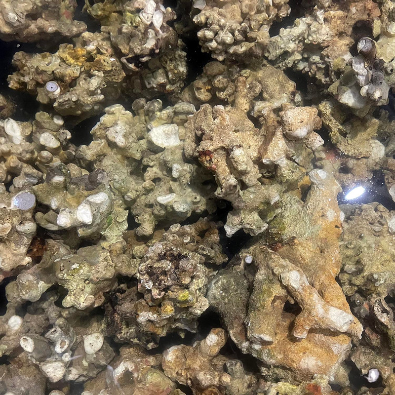 Real Ocean Direct Indo Red Cured Wild Live Rock (by the lb) Indonesian - Chicago
