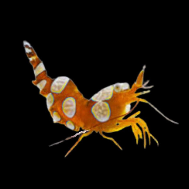Sexy Shrimp (Thor amboinensis) - Chicago Clean up Crew