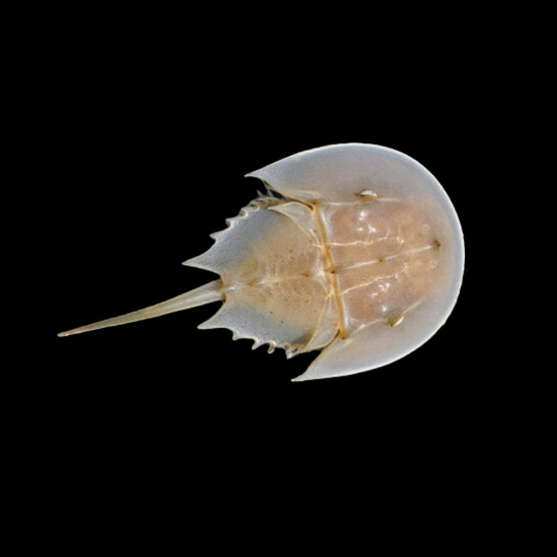 Horseshoe Crab (Stenorhynchus seticornis) - Chicago Clean up Crew