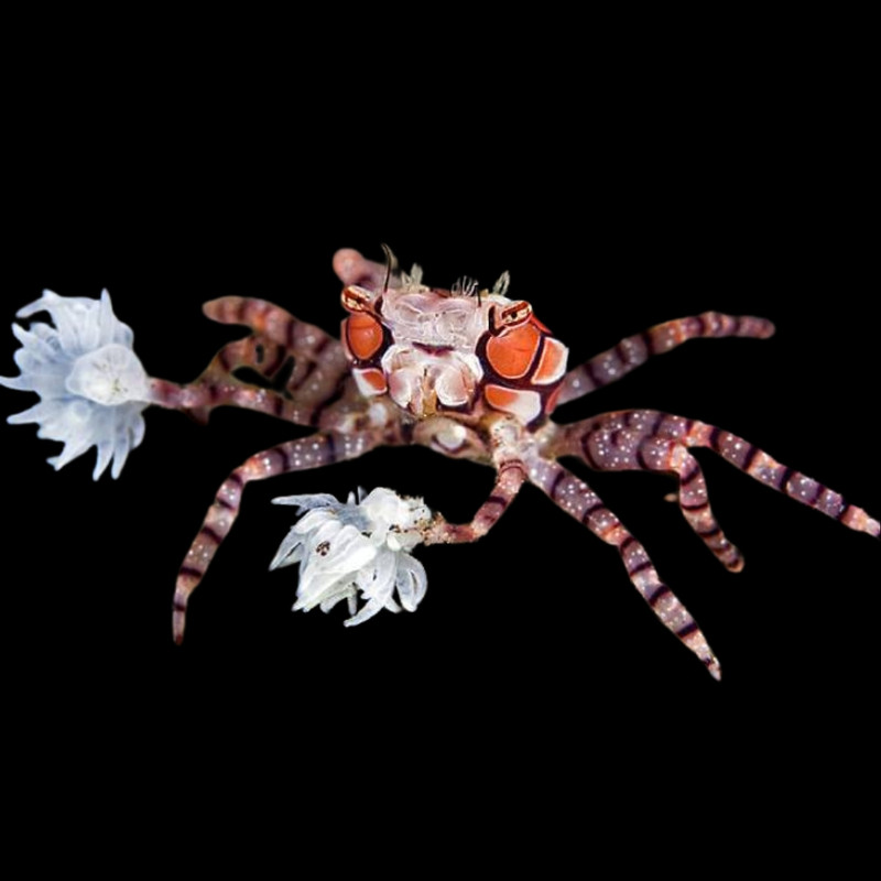 Pom Pom Crab (Lybia sp.) - Cleanup Crew