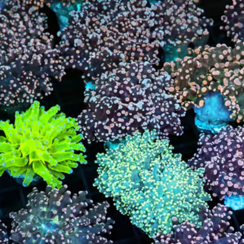 Mystery Frogspawn Coral (3/4" - 1") - SAQ Coral Farm