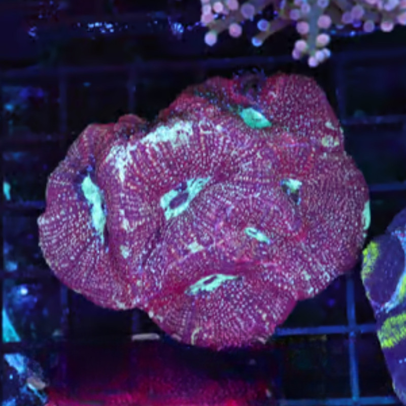 Burgundy Specter Bowerbanki WYSIWYG  - SAQ Coral Farm