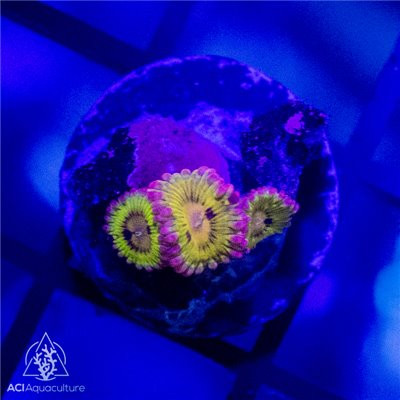 Pink Rim Hyper Beam Zoanthid WYSIWYG - SAQ Coral Farm