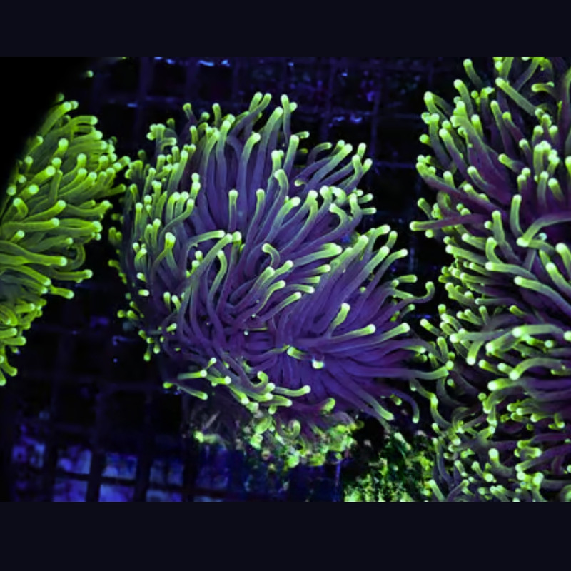 (Three Pack) Mystery Green Tip Torch 1-2 Heads - SAQ Coral Farm