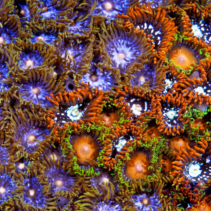 Aquacultured Zoanthid Sea Mat Coral (Zoanthus sp.) - ORA