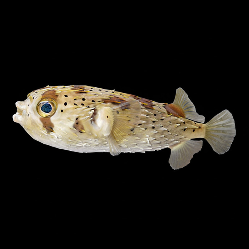 Porcupine Puffer (Diodon Holocanthus) - SAQ Chicago Fish