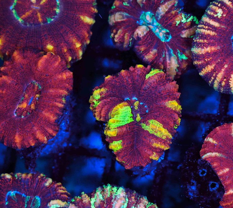 Red and Green Stripe Button Scoly WYSIWYG - SAQ Coral Farm