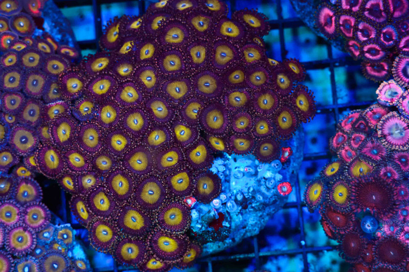 Zombie Banana Zoa Colony WYSIWYG - SAQ Coral Farm
