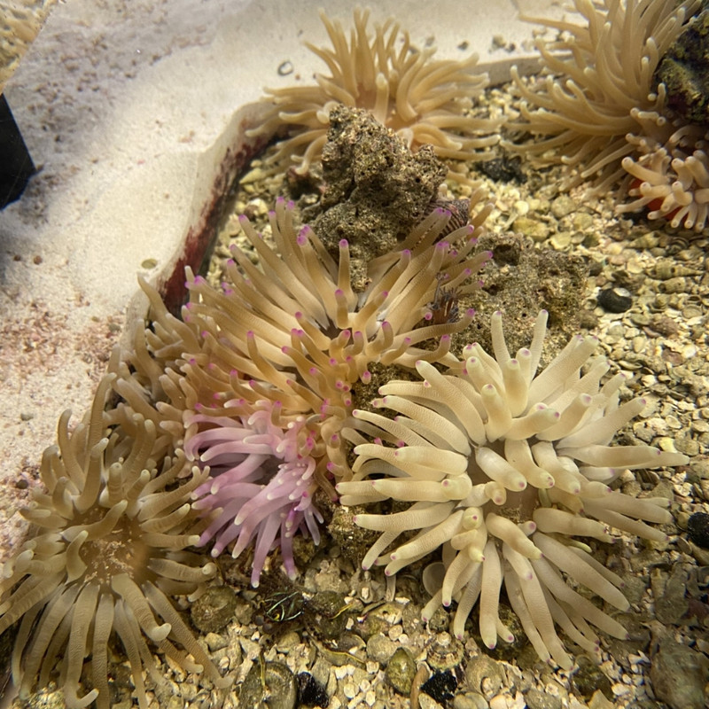 Condy Anemones (Condylactis gigantea) - SAQ Coral Farm ...