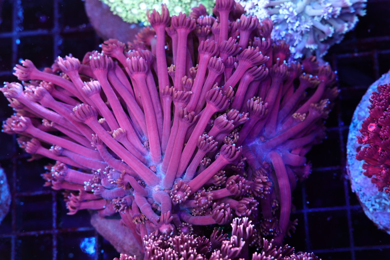 Pink Red Goniopora Colony WYSIWYG - SAQ Coral Farm